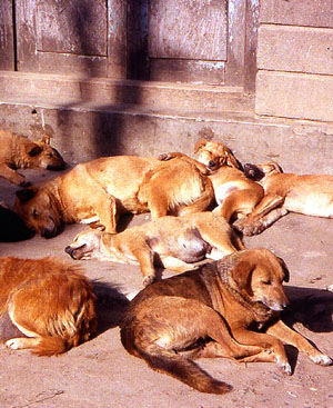 Nepal Dogs