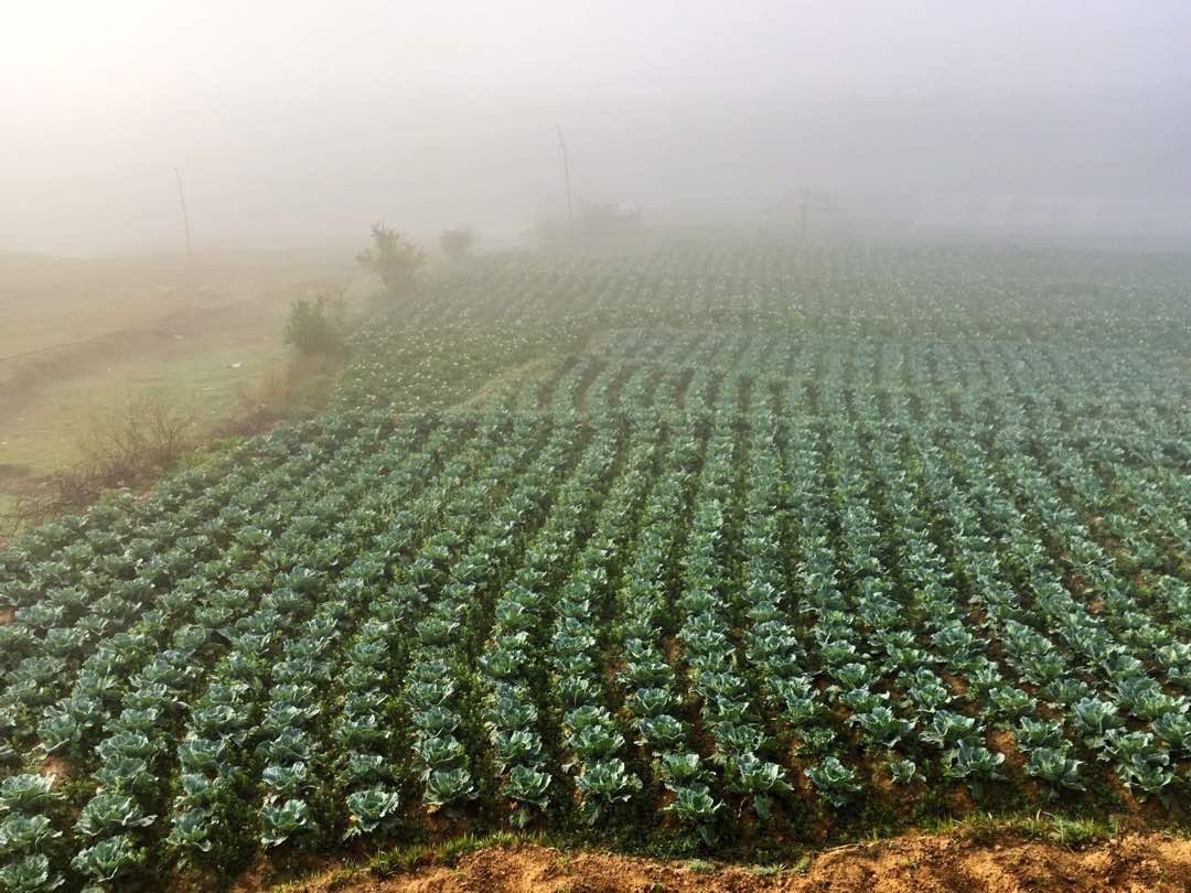 Acupuncture Relief Project  | Good Health Nepal | Kyndl Mueller